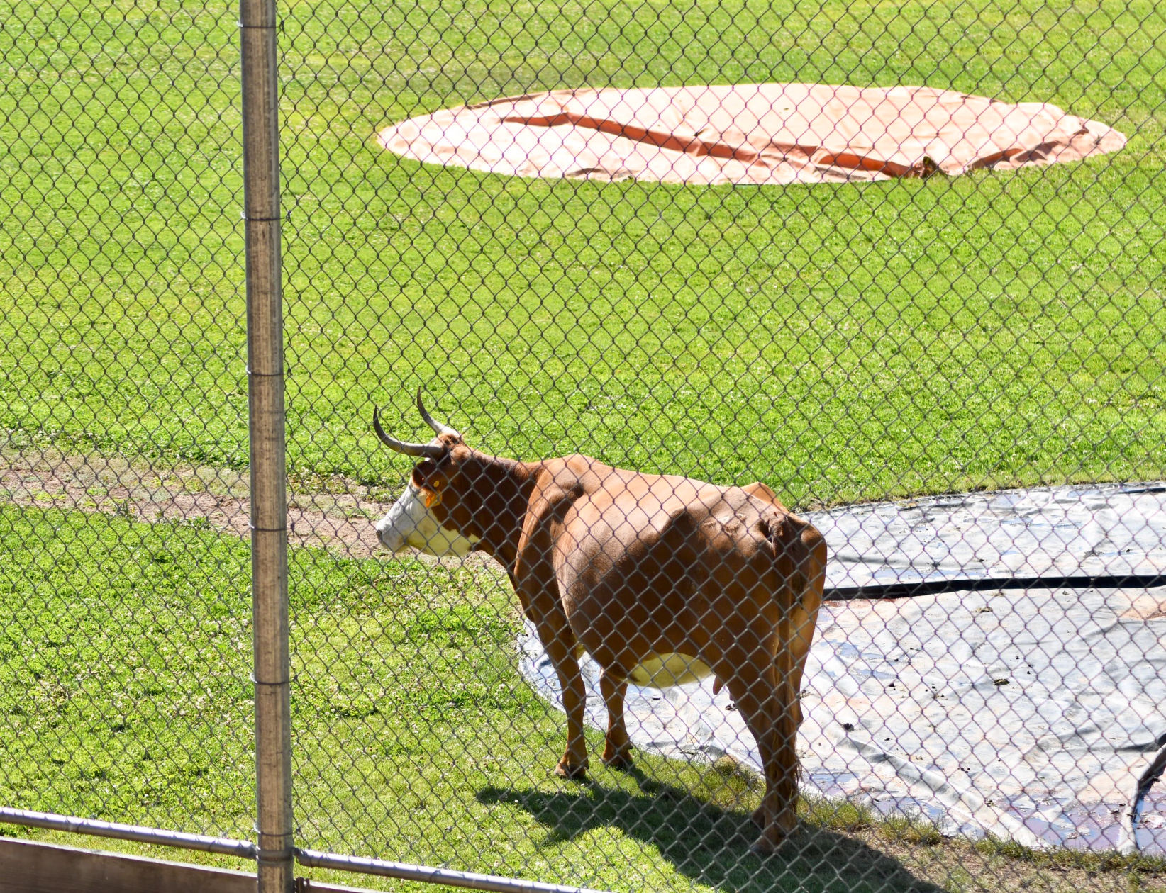 Cattle grazes on Summerville Baseball field.